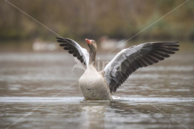 Grauwe Gans (Anser anser)