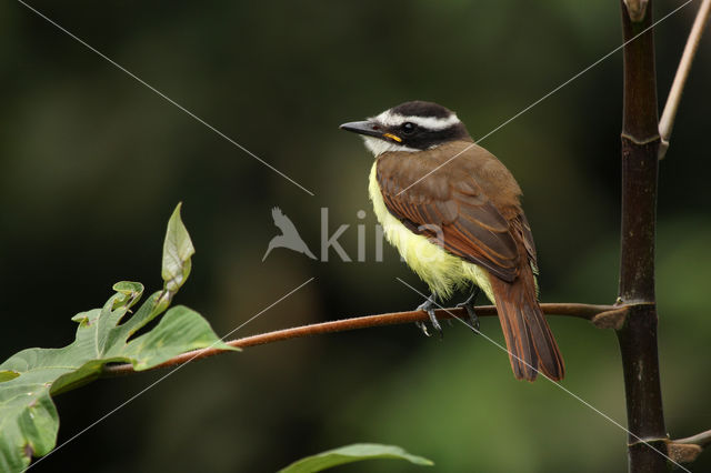 Great Kiskadee (Pitangus sulphuratus)