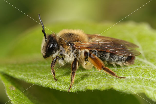 Andrena tibialis