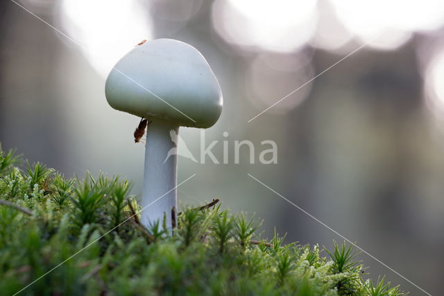 Grisette (Amanita vaginata)