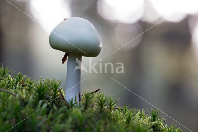 Grisette (Amanita vaginata)