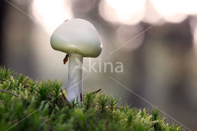 Grijze slanke amaniet (Amanita vaginata)