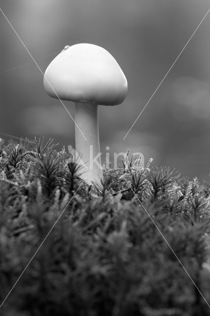 Grijze slanke amaniet (Amanita vaginata)