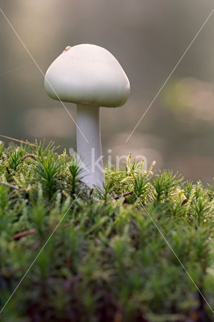 Grijze slanke amaniet (Amanita vaginata)