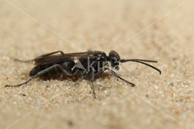 Grijze spinnendoder (Pompilus cinereus)