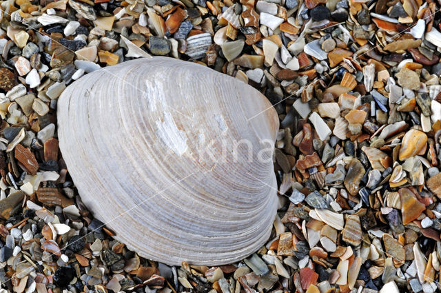 Grijze tapijtschelp (Venerupis senescens)