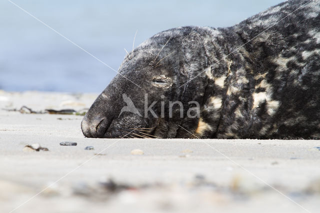 Grijze zeehond