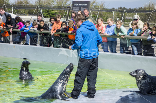 Grey Seal (Halichoerus grypus)