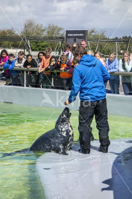 Grijze zeehond