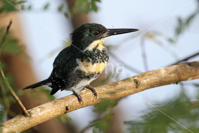 Green Kingfisher (Chloroceryle americana)