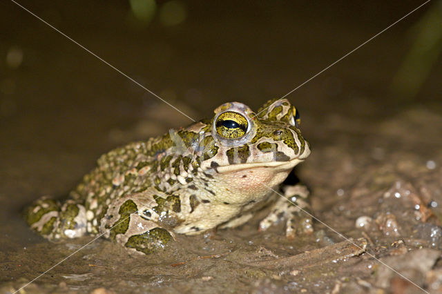 Groene pad (Bufo viridis)