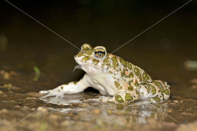 Groene pad (Bufo viridis)