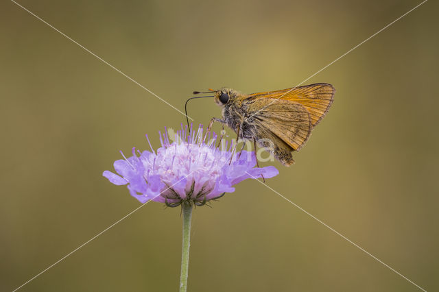 Groot dikkopje (Ochlodes faunus)