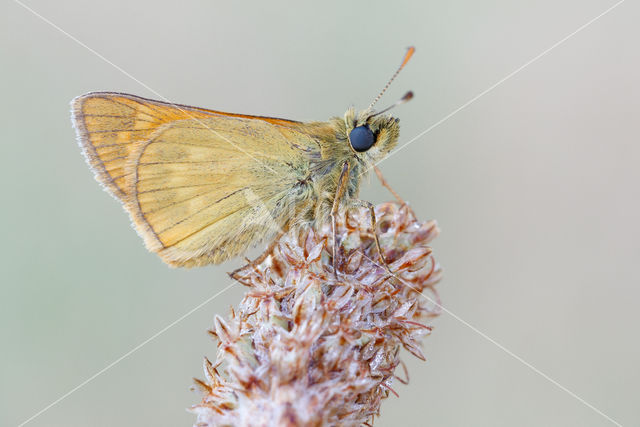 Large Skipper (Ochlodes faunus)