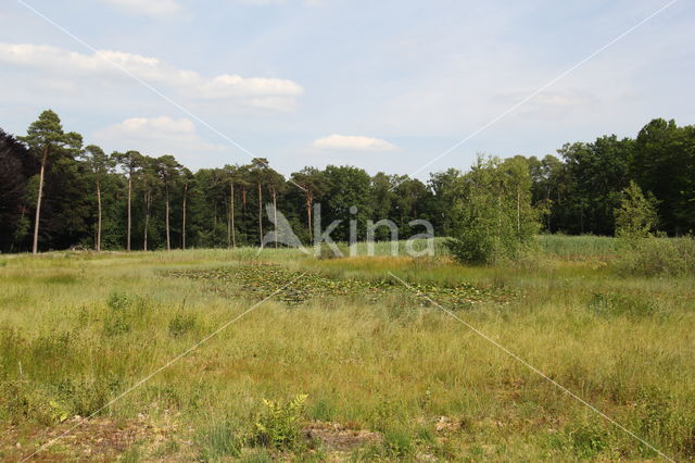 Groote Heide