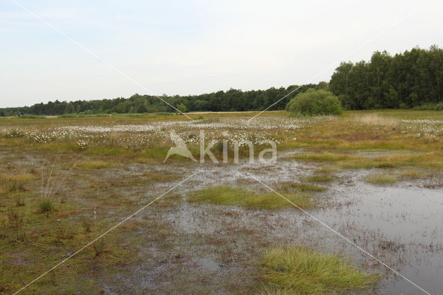 Groote Heide