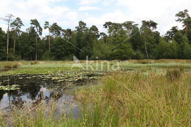 Groote Heide