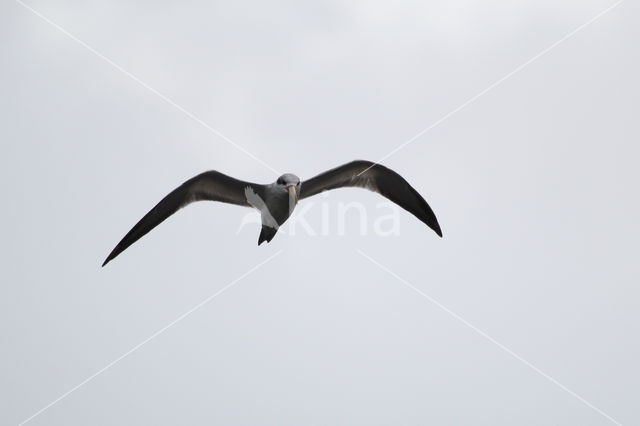 Large-billed Tern (Phaetusa simplex)