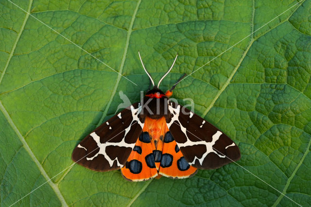 Garden Tiger (Arctia caja)