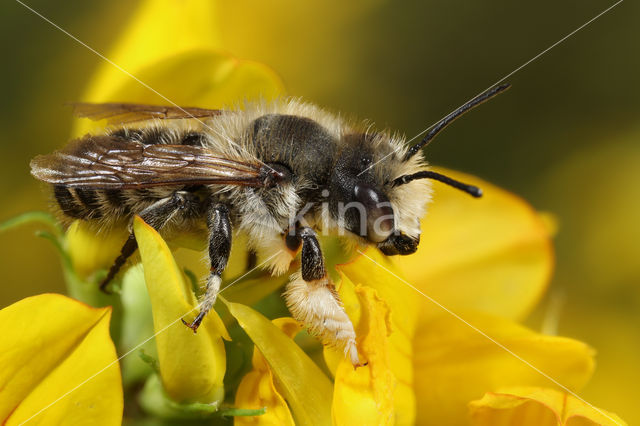 Megachile willughbiella