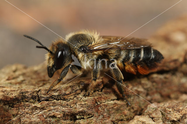 Grote bladsnijder (Megachile willughbiella)