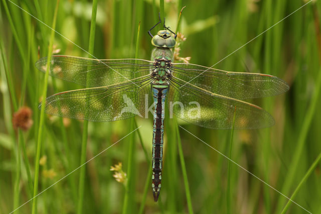 Grote keizerlibel (Anax imperator)