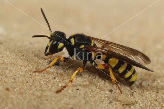 Weevil-hunting Wasp (Cerceris arenaria)