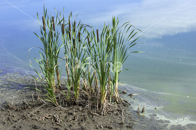 Grote lisdodde (Typha latifolia)