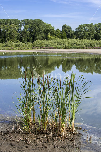 Grote lisdodde (Typha latifolia)