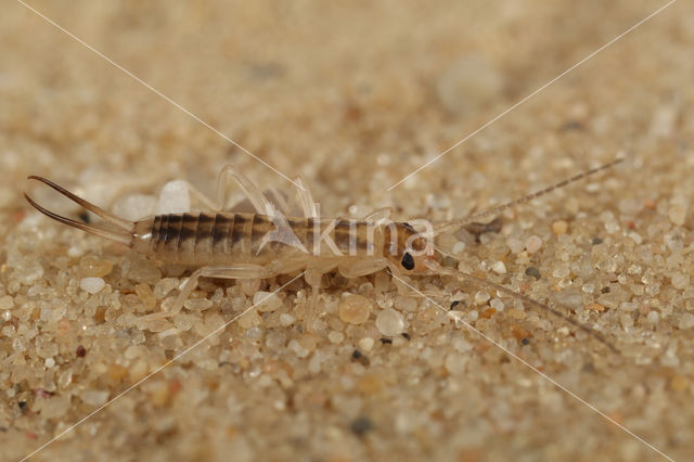 Striped Earwig (Labidura riparia)