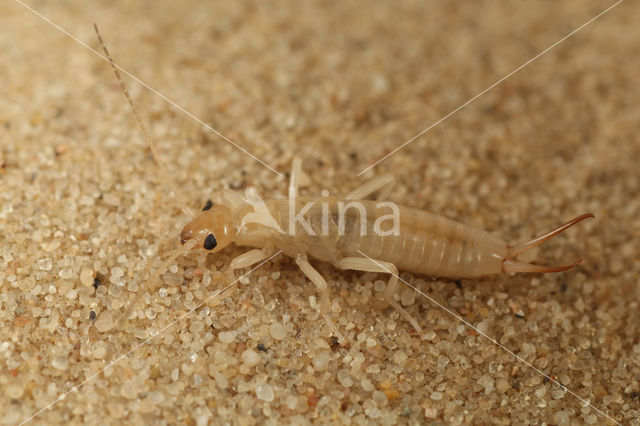 Striped Earwig (Labidura riparia)