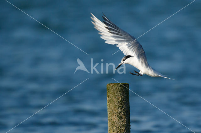 Sandwich Tern (Sterna sandvicencis)