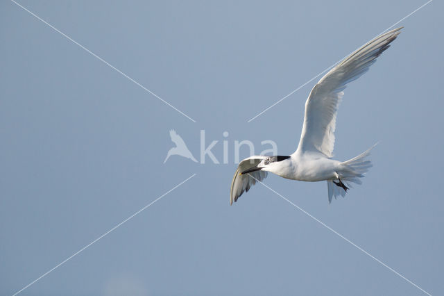 Sandwich Tern (Sterna sandvicencis)