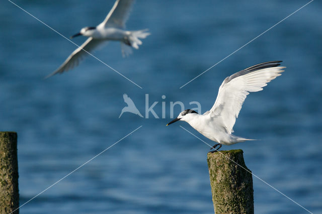 Sandwich Tern (Sterna sandvicencis)