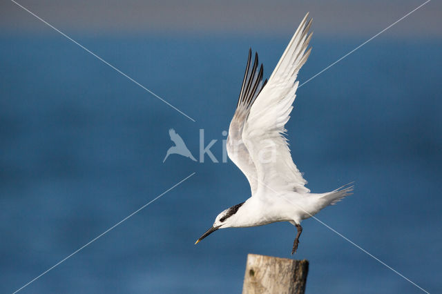Sandwich Tern (Sterna sandvicencis)