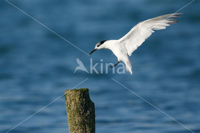 Sandwich Tern (Sterna sandvicencis)