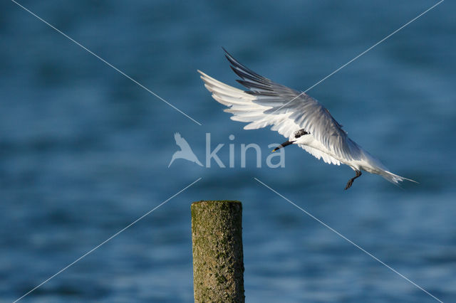 Sandwich Tern (Sterna sandvicencis)