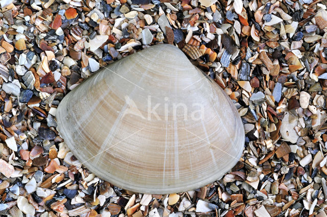 Grote strandschelp (Mactra stultorum cinerea)