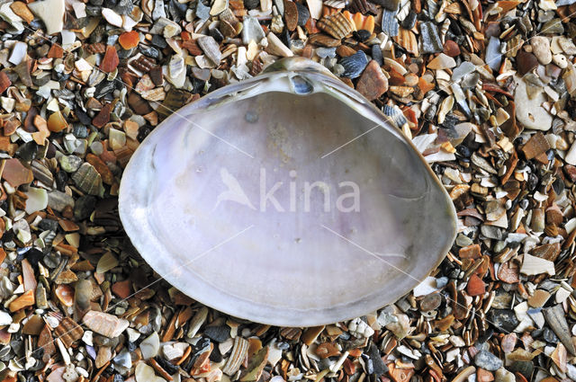 Rayed Trough-shell (Mactra stultorum cinerea)