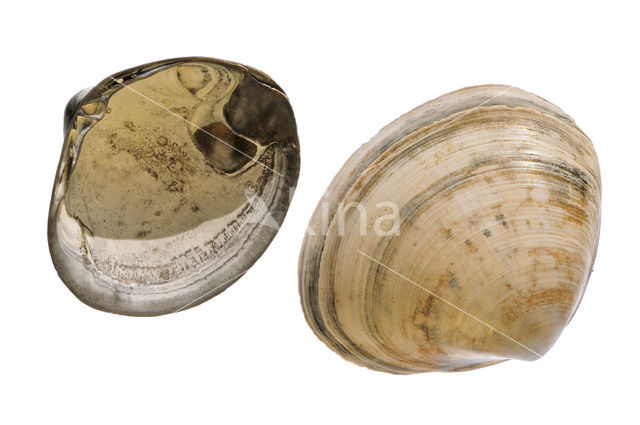 Rayed Trough-shell (Mactra stultorum cinerea)