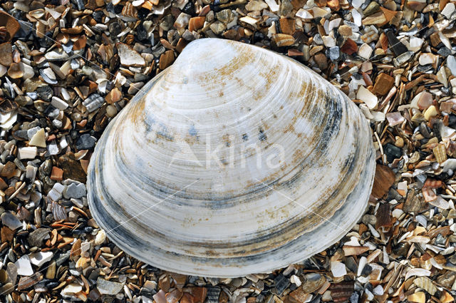 Grote strandschelp (Mactra stultorum cinerea)