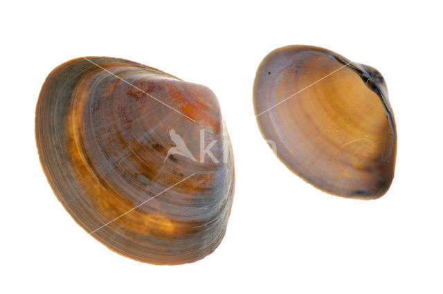 Rayed Trough-shell (Mactra stultorum cinerea)