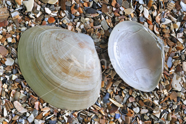 Grote strandschelp (Mactra stultorum cinerea)