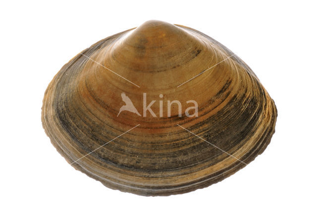 Rayed Trough-shell (Mactra stultorum cinerea)