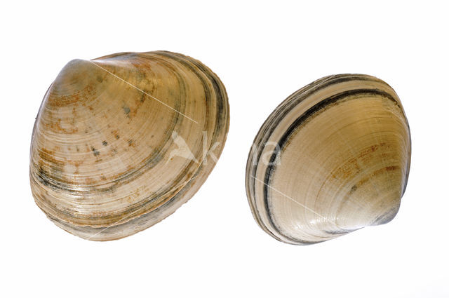 Rayed Trough-shell (Mactra stultorum cinerea)