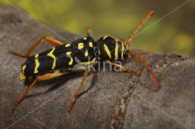 Grote Wespenbok (Plagionotus arcuatus)
