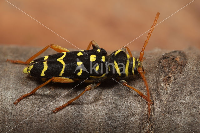 Grote Wespenbok (Plagionotus arcuatus)