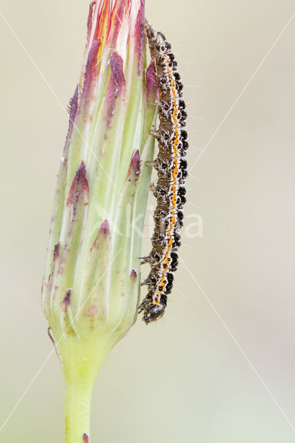 Grote Zwartwitmot (Ethmia bipunctella)