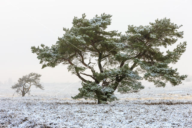 Scots Pine (Pinus sylvestris)