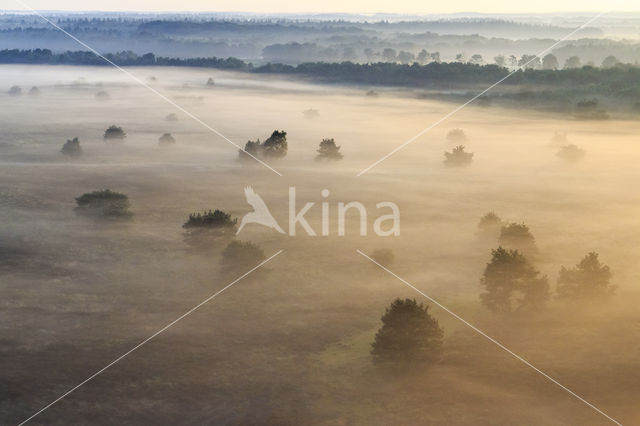 Grove den (Pinus sylvestris)